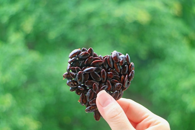 Semi di girasole tostati a forma di cuore con copertura di cioccolato in mano di donna contro il fogliame verde