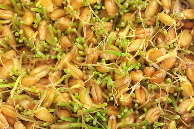 Semi di grano germogliati come sfondo