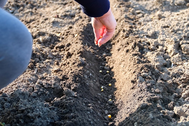 Semi di ortaggi a mano che crescono sul terreno di semina al concetto di agricoltura di giardinaggio di metafora del giardino