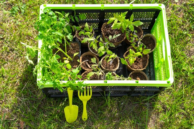 Semi di pomodori in bicchieri di torba nel cassetto per la piantagione su un letto da giardino in primavera