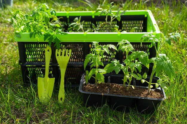 Semi di pomodori in bicchieri di torba nel cassetto per la piantagione su un letto da giardino in primavera