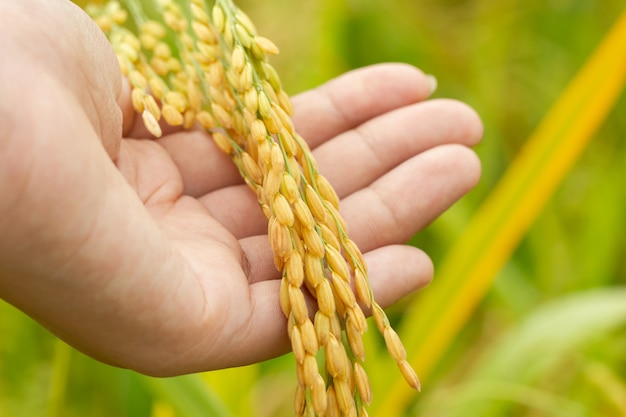 Semi di riso in mano in fattoria paddy al mattino. Concetto di agricoltura o fattorie biologiche.