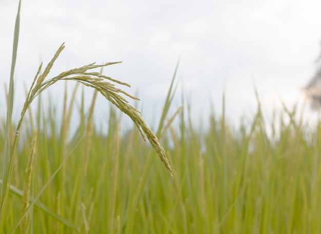 Semi di riso maturi e foglie verdi in campo di riso. Crescita e rendimento delle piante di riso in estate.