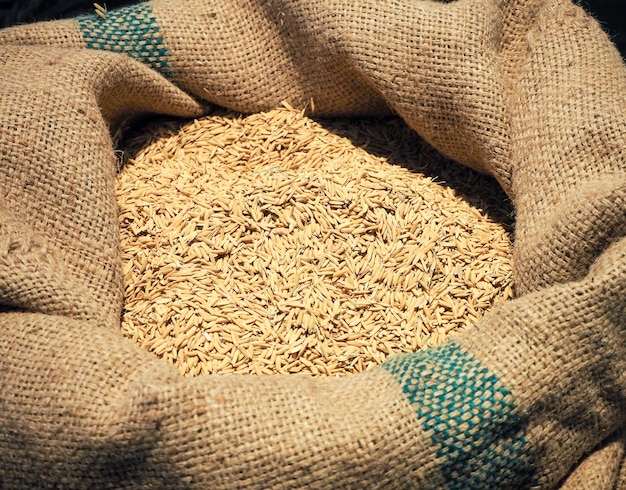 Semi di riso paddy marrone in sacchi di canapa o sacchi di juta