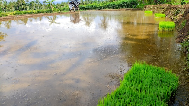 Semi di riso verde che saranno piantati nei campi di riso