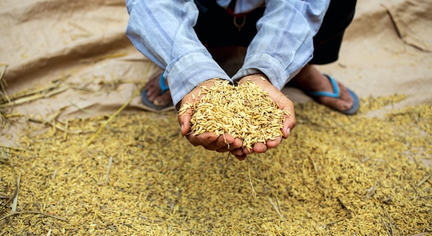 Semi di risone nelle mani degli agricoltori dopo la raccolta in Asia risone giallo dorato in mano