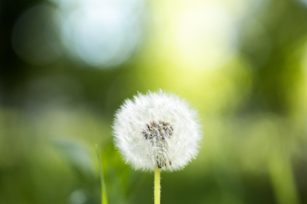 Semi di tarassaco alla luce del sole che soffia via su uno sfondo verde fresco di mattina