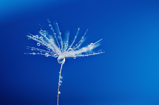 Semi di tarassaco con goccia d'acqua di rugiada su sfondo blu