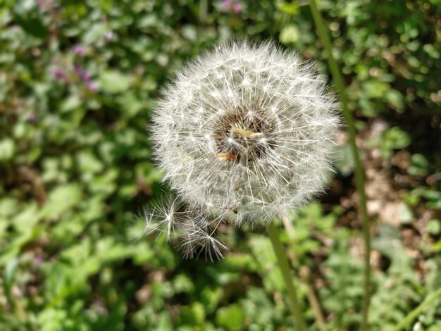 Semi di tarassaco di tarassaco medicinale officinale una grande pianta di tarassaco sferica bianca un uso di erbacce