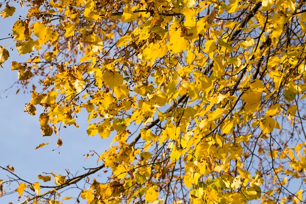 Semi di tiglio essiccati dopo la fioritura, dettagli dell'albero nella stagione autunnale con foglie cadute ma chicchi pendenti con semi.