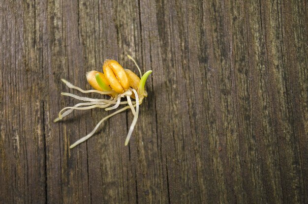 Semi freschi di frumento germogliati su tavola di legno