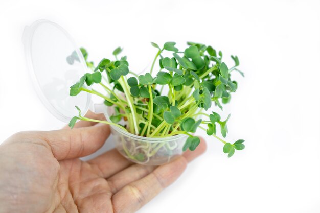 Semi germinati freschi di piccoli microgreens per lo stile di vita ecologico. Cucina sana, alimentazione sana