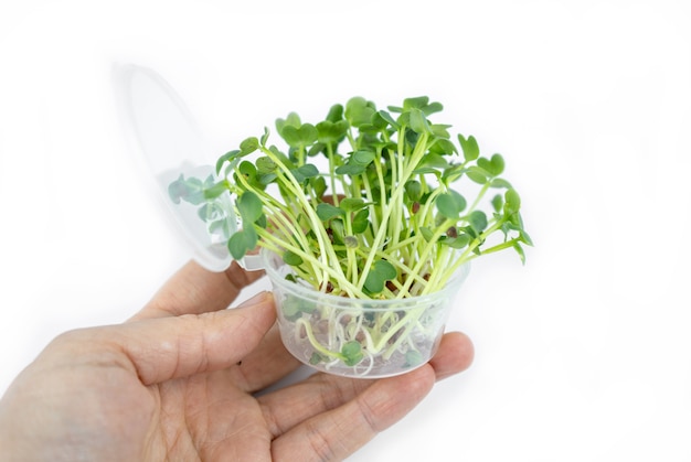 Semi germinati freschi di piccoli microgreens per lo stile di vita ecologico. Cucina sana, alimentazione sana