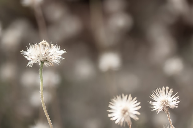 Semi volanti del fiore dell'erba con luce morbida