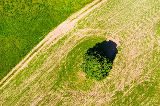 semina di erba giovane intorno ad un albero in primavera in un campo ripreso dall'alto da un drone