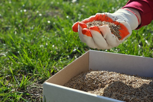 Semina il prato in primavera Una mano femminile con un guanto tiene i semi dell'erba del prato