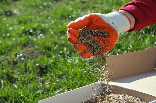 Semina l'erba in primavera Una mano femminile con un guanto tiene i semi dell'erba dell'erba su una scatola di cartone sullo sfondo dell'erba verde