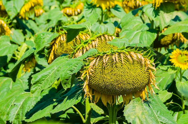 Seminato con campo di girasoli in fiore in estate