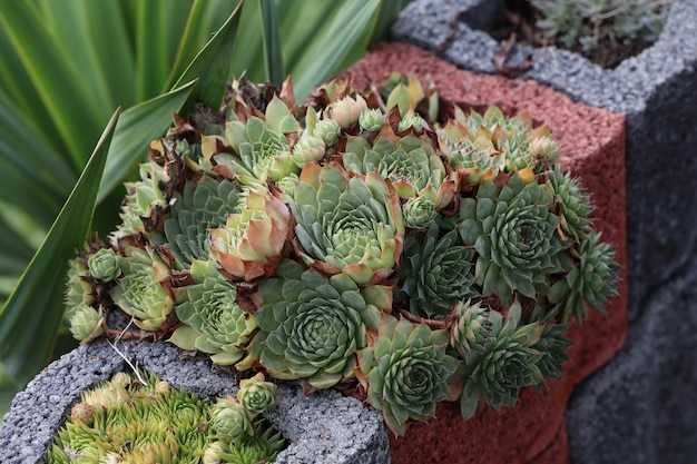 Sempervivum charadzeae, casalinghi o liveforever nel giardino di primavera