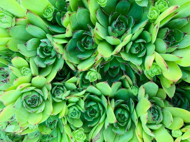 Sempervivum grean lascia macro backround. Foto di piante succulente astratte