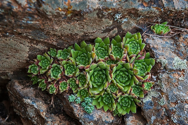 Sempervivum, perenne, succulenta perenne o grossolana della famiglia delle Crassulaceae.