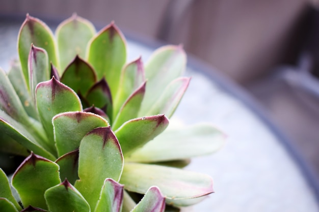 Sempervivum tectorum grande pianta sana per la fitoterapia