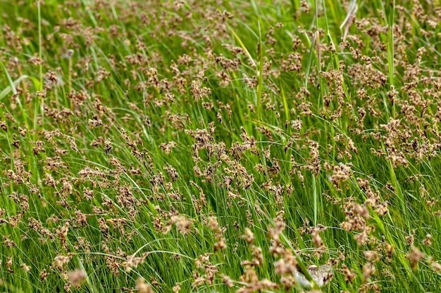 Semplice erba infestante sul campo nella stagione estiva