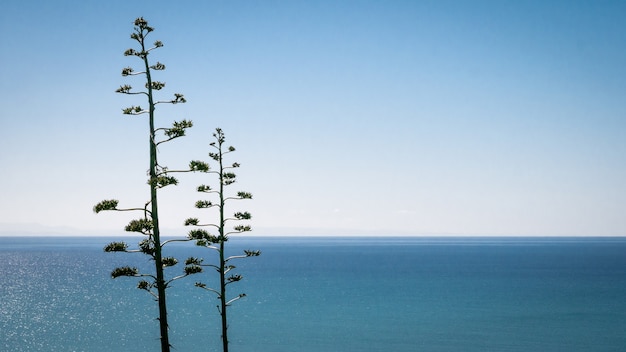 Semplice scenario costiero con due alberi oceano e cielo azzurro senza nuvole sullo sfondo