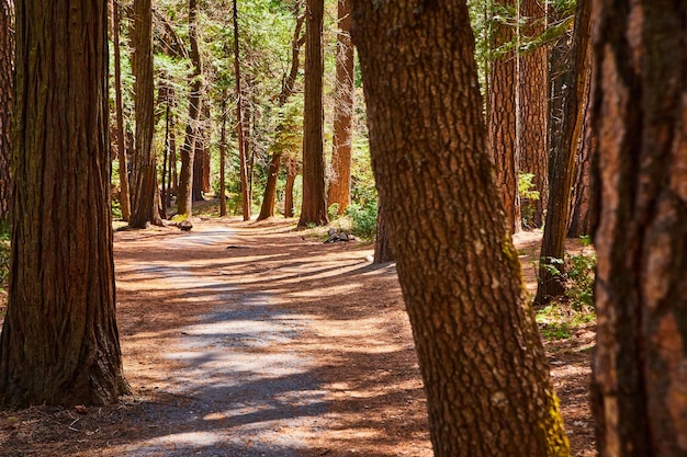Semplice sentiero escursionistico ricoperto di aghi di pino in una foresta serena
