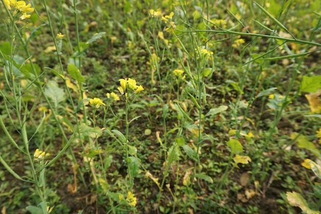 Senape di campo in Bangladesh