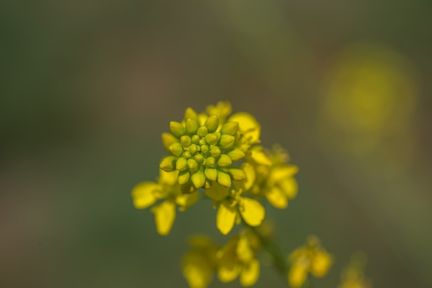 Senape fiori che sbocciano sulla pianta al campo dell'azienda agricola con i baccelli. avvicinamento.