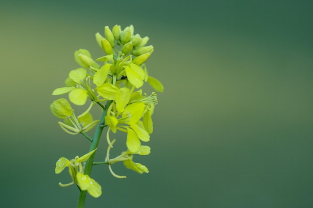 Senape nera Brassica nigra