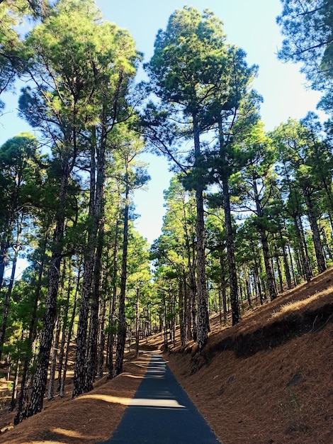 Sendero en medio de la montana rodeado de arboles