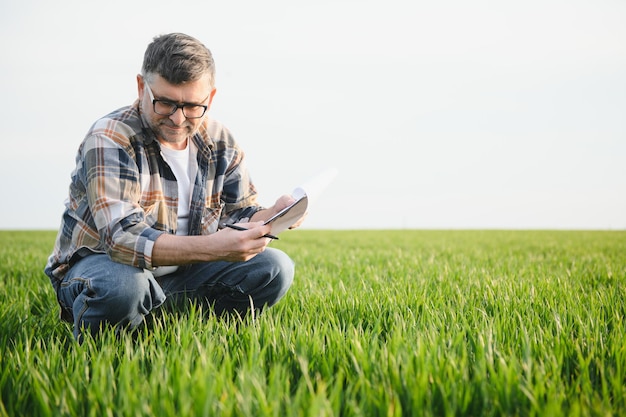 Senior agricoltore nel campo di grano e raccolto d'esame