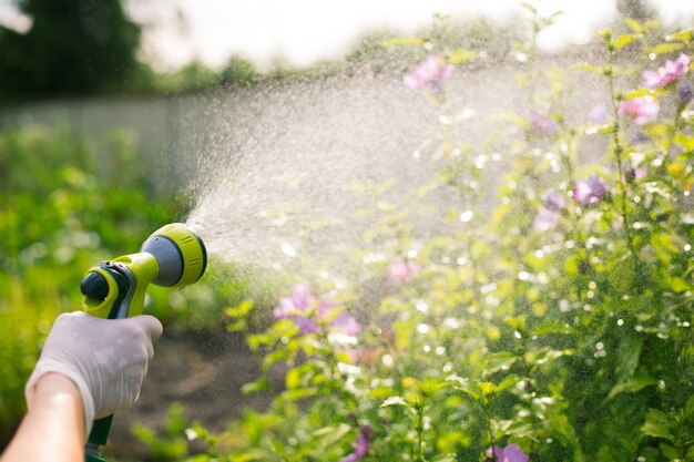 Senior donna che innaffia i suoi bellissimi fiori a mano tubo di irrigazione, concetto di giardinaggio