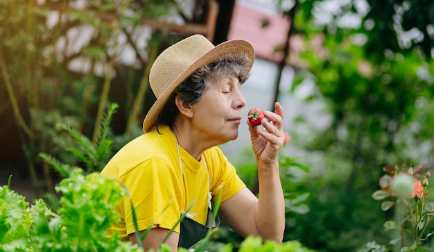 Senior donna giardiniere in un cappello lavora nel suo cortile e cresce e raccoglie fragole Il concetto di giardinaggio agricoltura e fragola
