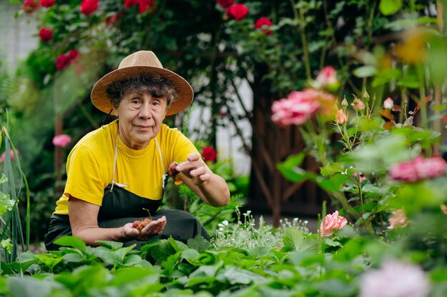 Senior donna giardiniere in un cappello lavora nel suo cortile e cresce e raccoglie fragole Il concetto di giardinaggio agricoltura e fragola