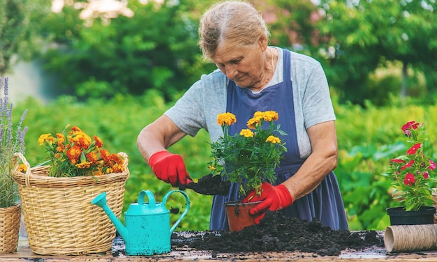 Senior donna sta piantando fiori in giardino Messa a fuoco selettiva