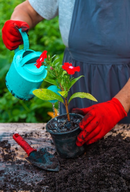 Senior donna sta piantando fiori in giardino Messa a fuoco selettiva