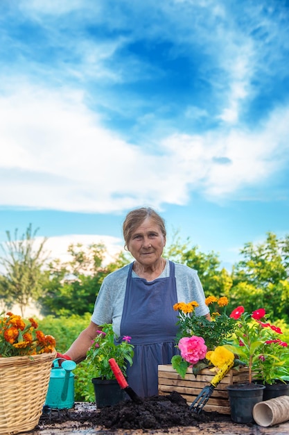 Senior donna sta piantando fiori in giardino Messa a fuoco selettiva