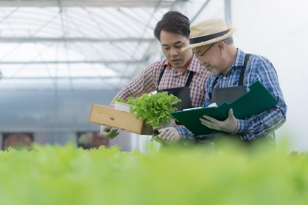 Senior lavoratore agricoltore che controlla la coltura idroponica di verdure di lattuga in serra. Uomo asiatico che si prepara a raccogliere piante organiche. Industria moderna dell'agricoltura. Giovane che prende lattuga dal vassoio crescente.