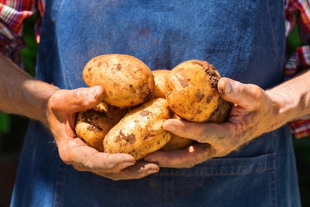 Senior uomo agricoltore lavoratore azienda raccolto di patate biologiche