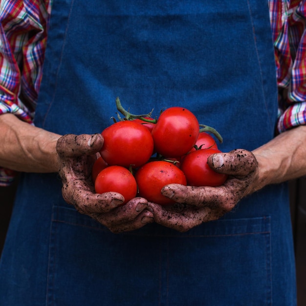 Senior uomo agricoltore lavoratore azienda raccolto di pomodoro biologico
