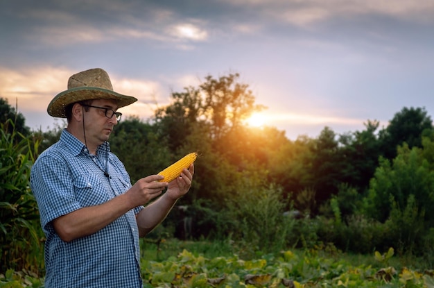Senor agricoltore ispeziona il raccolto di mais nell'orto al tramonto