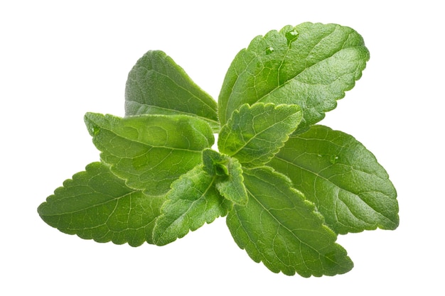 Sentieri di foglie di zucchero Sweetleaf o Stevia rebaudiana