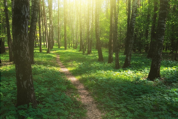 Sentiero attraverso alberi ad alto fusto in una foresta lussureggiante Sentiero escursionistico nella foresta verde estiva con sole