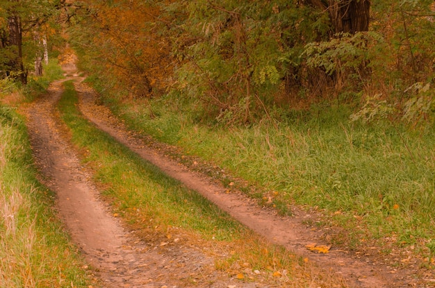 Sentiero attraverso la foresta in autunno Strada forestale d'autunno Bella mattina nella foresta d'autunno