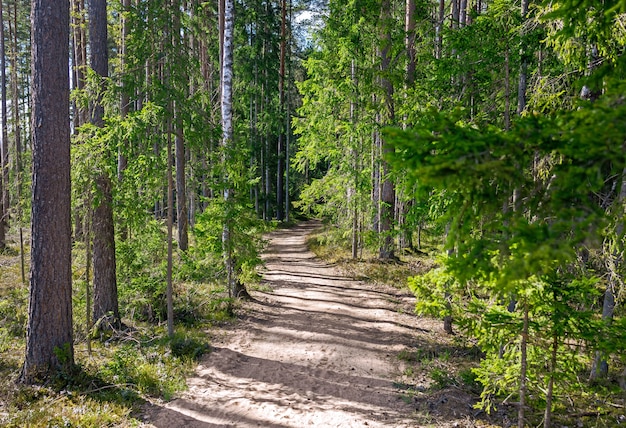 Sentiero attraverso un vecchio bosco incolto