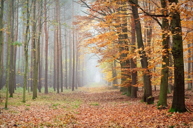 Sentiero attraverso una bellissima foresta autunnale