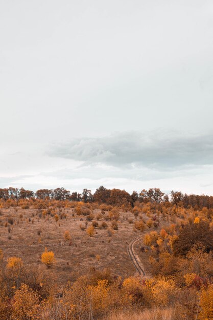 Sentiero autunnale tortuoso attraverso i boschi, splendida vista sulla natura